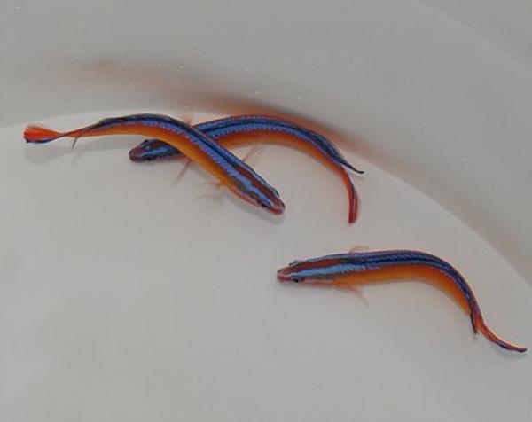 Pseudochromis aldabraensis Aldabra-Zwergbarsch Nachzucht